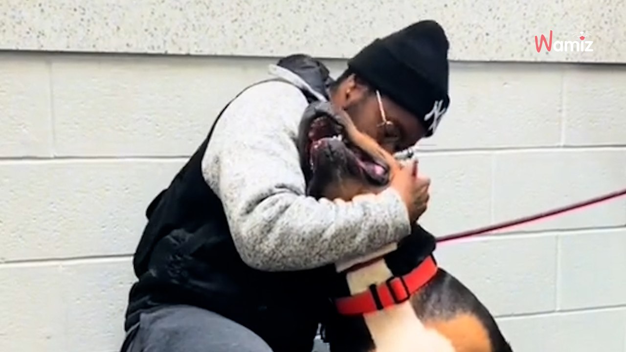 Pies zgubił się na kilka tygodni: jego ponowne spotkanie z właścicielem wyciska łzy radości