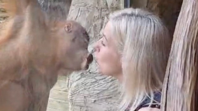 Baby orangutan playfully kisses zoo-goer through glass window