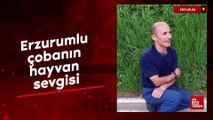 Erzurumlu çobanın hayvan sevgisi: Oğlakları öpücüğe boğdu