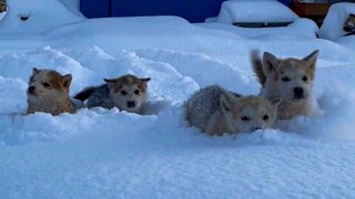 Pure Winter Joy! Dogs Having the Time of Their Lives in the Snow