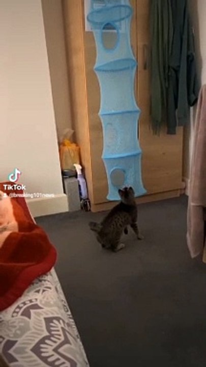 Cutecats