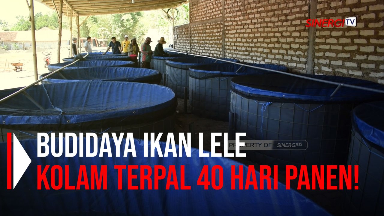 Begini Cara Budidaya Ikan Lele di Kolam Terpal Untuk Pemula: 40 Hari Panen