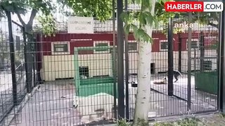 Osmangazi Belediye Başkan Yardımcısı: Sokak köpeklerinin uyutulmasına karşıyız