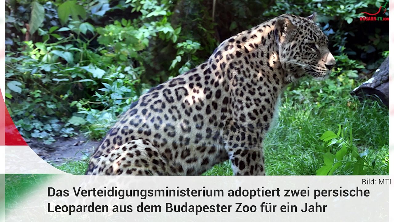 Kurznachrichten aus Ungarn am 29.05.2024