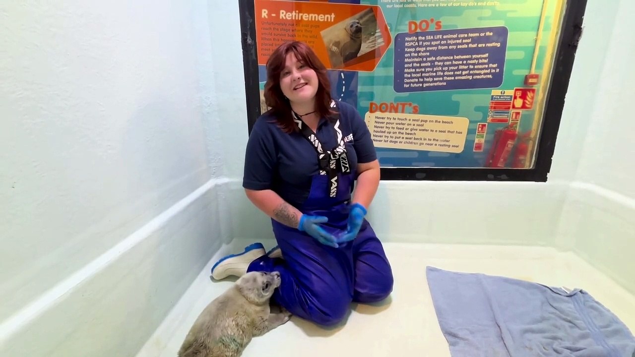 Sea Life Hunstanton's animal care team rescues tiny premature seal