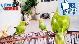 Raw Parrot | Parrot Amazing Video | Talking parrot | Nature is Amazing