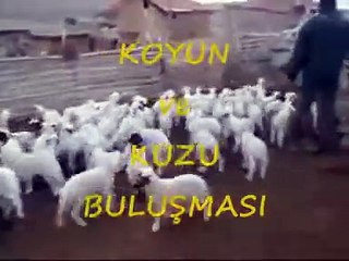 Koyun Ve Kuzu Buluşması