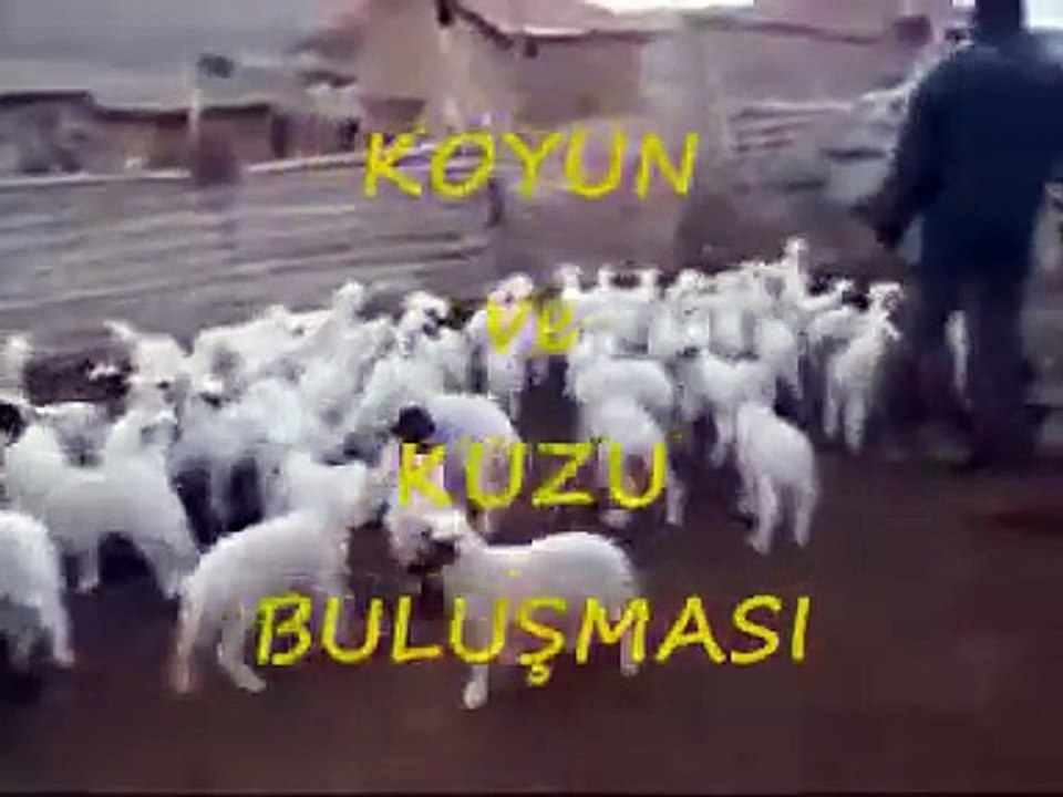 Koyun Ve Kuzu Buluşması