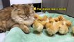 The hen suspects the kitten has stolen the chicks!The cat returned the chick to the hen.Funny cute