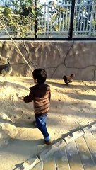 chicken run #dailymotion #France #Pakistan #Algeria #India #USA #Iran #entertainment #tour #fun #viral #trending #foryou #tiktok #delicious #gaming #reels