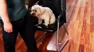 Funniest thing doing by doggy
