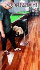 Funniest thing doing by doggy