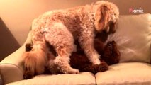 Vídeo: perrito está en mitad de una pesadilla: ¡4 millones se mueren de risa con el final!