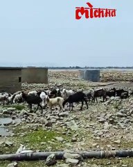 पुरंदर-बारामतीत दुष्काळाच्या झळा! नाझरे धरणाने गाठला तळ, जमिनीला भेगा; पाणी टंचाईचे संकट