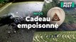 La Corée du Nord envoie des ballons plein de déchets à la Corée du Sud (et oui, il y avait même des excréments)