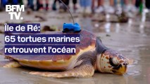 À l'île de Ré, 65 tortues marines retrouvent l'océan après une remise en forme