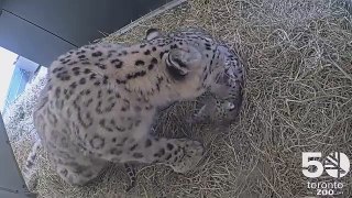 Duas crias de leopardo-das-neves nasceram no zoo de Toronto