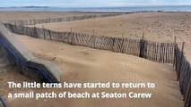 Little terns return to Seaton Carew