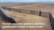 Little terns return to Seaton Carew