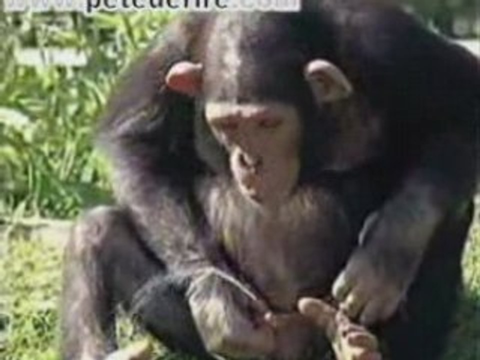 Un singe qui a beaucoup soif !