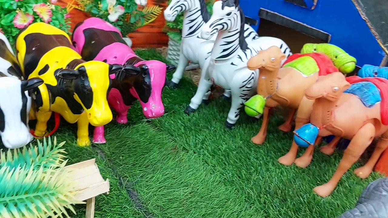 Cow Fun Videos #6