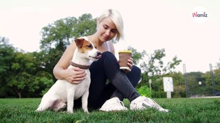 7 Gründe, warum du dir NIEMALS einen Jack Russell Terrier zulegen solltest