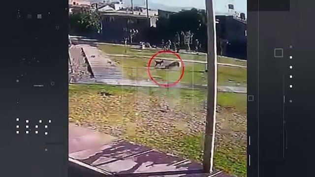 Su perrita lo defendió : Niño de 2 años fue atacado por un can en el parque