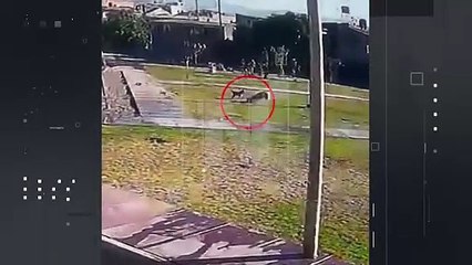 "Su perrita lo defendió": Niño de 2 años fue atacado por un can en el parque