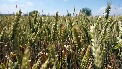 Buğday işareti verdi: Çiftçi rekoltede beklentiyi artırdı