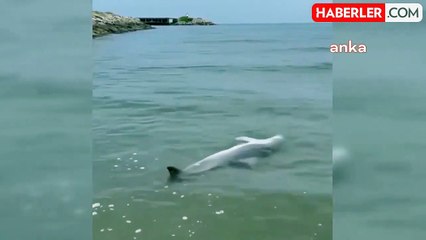 Sinop'un Türkeli ilçesinde ölü bir yunus bulundu