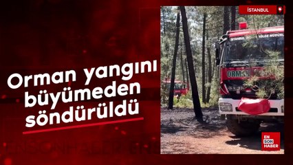 Pendik'te orman yangını büyümeden söndürüldü