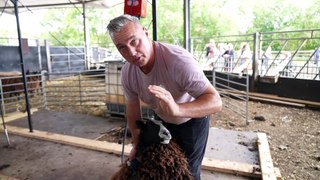 Sheep Shearing at Cannon Hall Farm