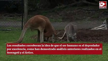 A los canguros les asustan los humanos que hablan