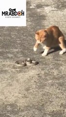 A cat catches a snake and preys on it