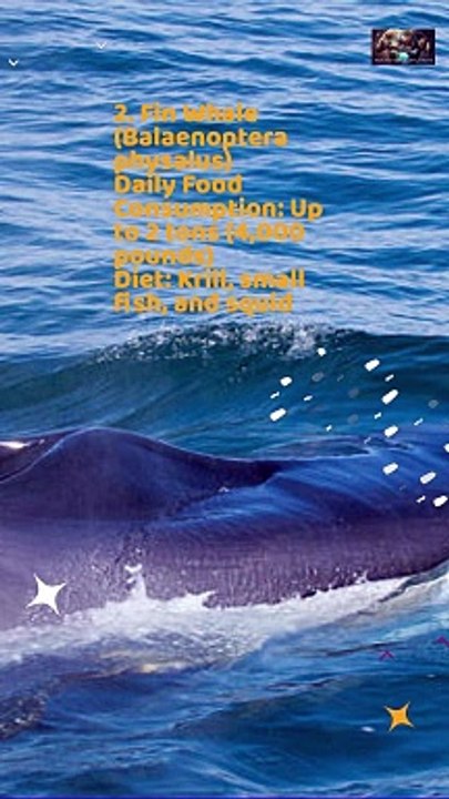Daily Food Consumption of Marine Giants