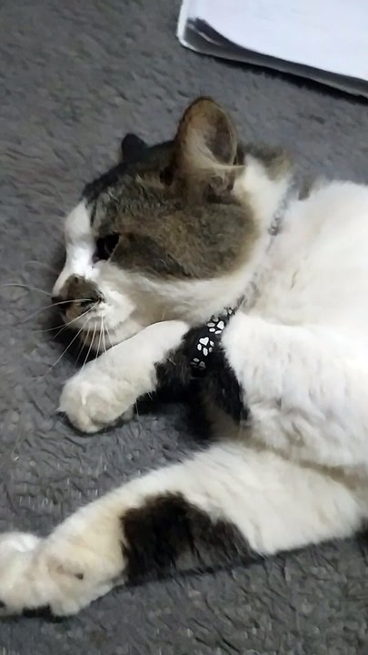 maaakk tolong