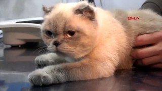 1,5 yaşındaki kedi 'Yulaf' estetik ameliyat oldu