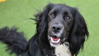 Dogs Trust Ballymena - meet Molly and Mo