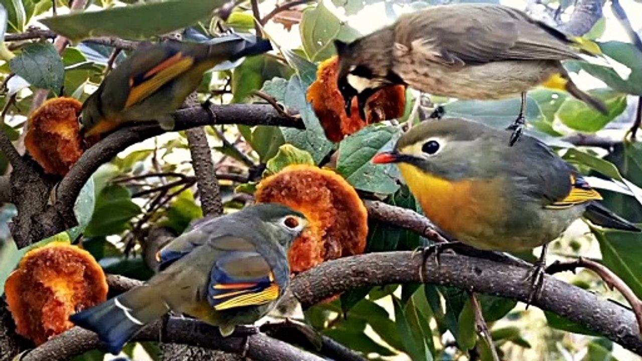 Beautiful Colorful Birds sparrow and Bulbul Eating Amalok Fruit on Amalok Tree with Natural Sounds | Dailymotion