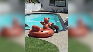 Morador da Califórnia registra momento que uma mamãe ursa entra na piscina e ensina seus filhotes a nadar