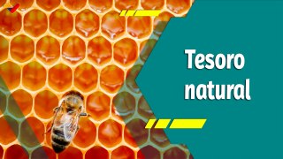 Punto Verde | Beneficios de la miel de abeja para la salud y el bienestar