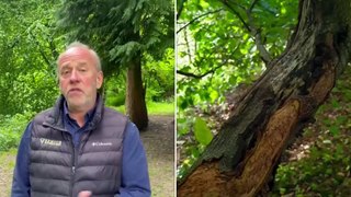 Woods and Trees Talk: Discover the Benefits of Exmoor Trees