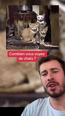 Combien de chats ? (Exclu Dailymotion)