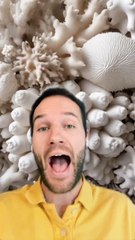 Des SUPER CORAUX pour sauver les RECIFS ! 