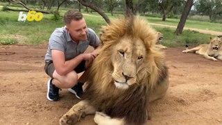 This Lion and Human Are Friends For Life!