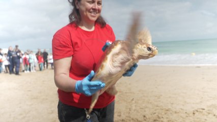 «C'est un record de remises à l'eau» : 65 tortues soignées ont retrouvé l'océan à l'Île de Ré