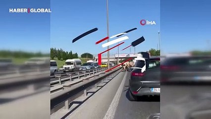 TEM Otoyolu'nda davetsiz misafirler: Araçlar ilerleyemedi