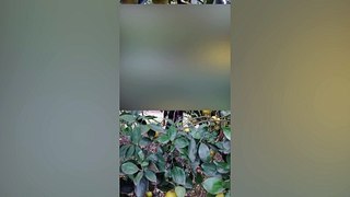 Video: Feminicida buscado fue encontrado colgado en un huerto de naranjas