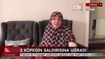 Trabzon'da 3 köpeğin saldırısına uğrayan yaşlı kadın kolunu kaybetti
