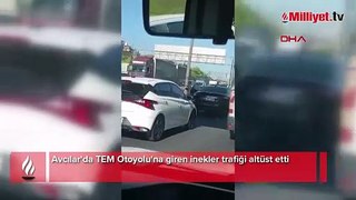 Avcılar'da TEM Otoyolu'na ilginç anlar! İnekler trafiği altüst etti